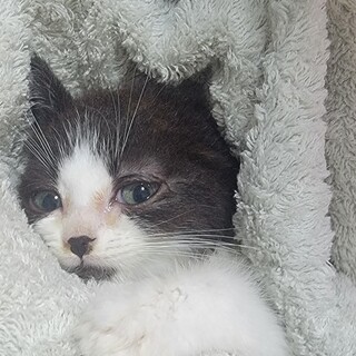 スコティッシュの超甘えん坊君♪