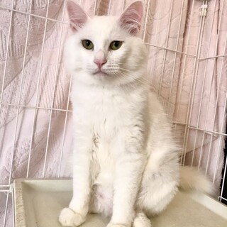 人慣れ度バツグン！白長毛の男の子