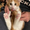 3ヶ月の子猫です