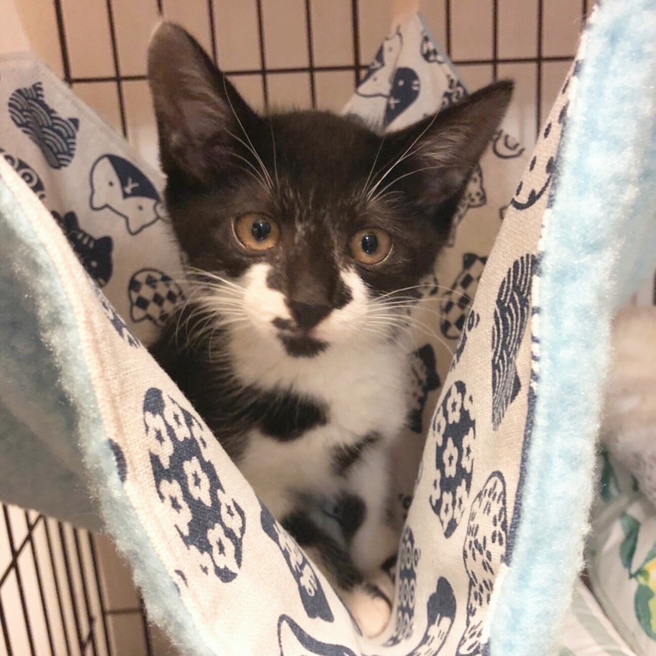 猫も人も大好き 牛柄ミ 千葉県 猫の里親募集 ペットのおうち 月間利用者150万人