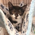 猫も人も大好き❤️牛柄ミルちゃん