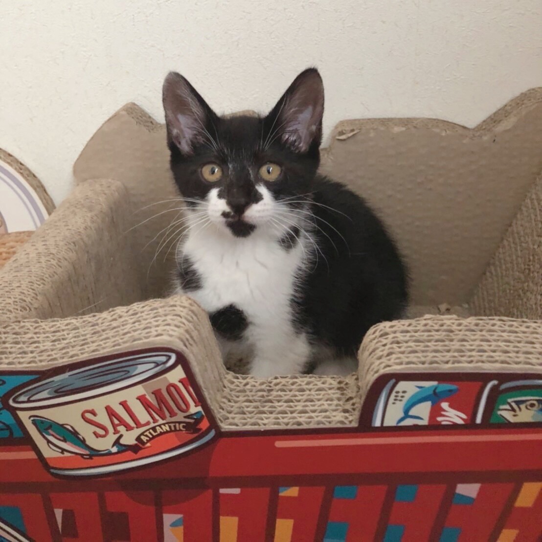 猫も人も大好き❤️牛柄ミルちゃん サムネイル2