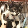 猫も人も大好き❤️牛柄ミルちゃん サムネイル3