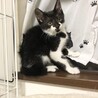 猫も人も大好き❤️牛柄ミルちゃん サムネイル4