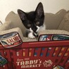 猫も人も大好き❤️牛柄ミルちゃん サムネイル5