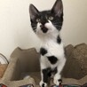 猫も人も大好き❤️牛柄ミルちゃん サムネイル6