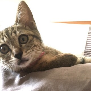 ナボナはにゃんこのホームラン王～☆