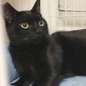 黒猫くぅ太