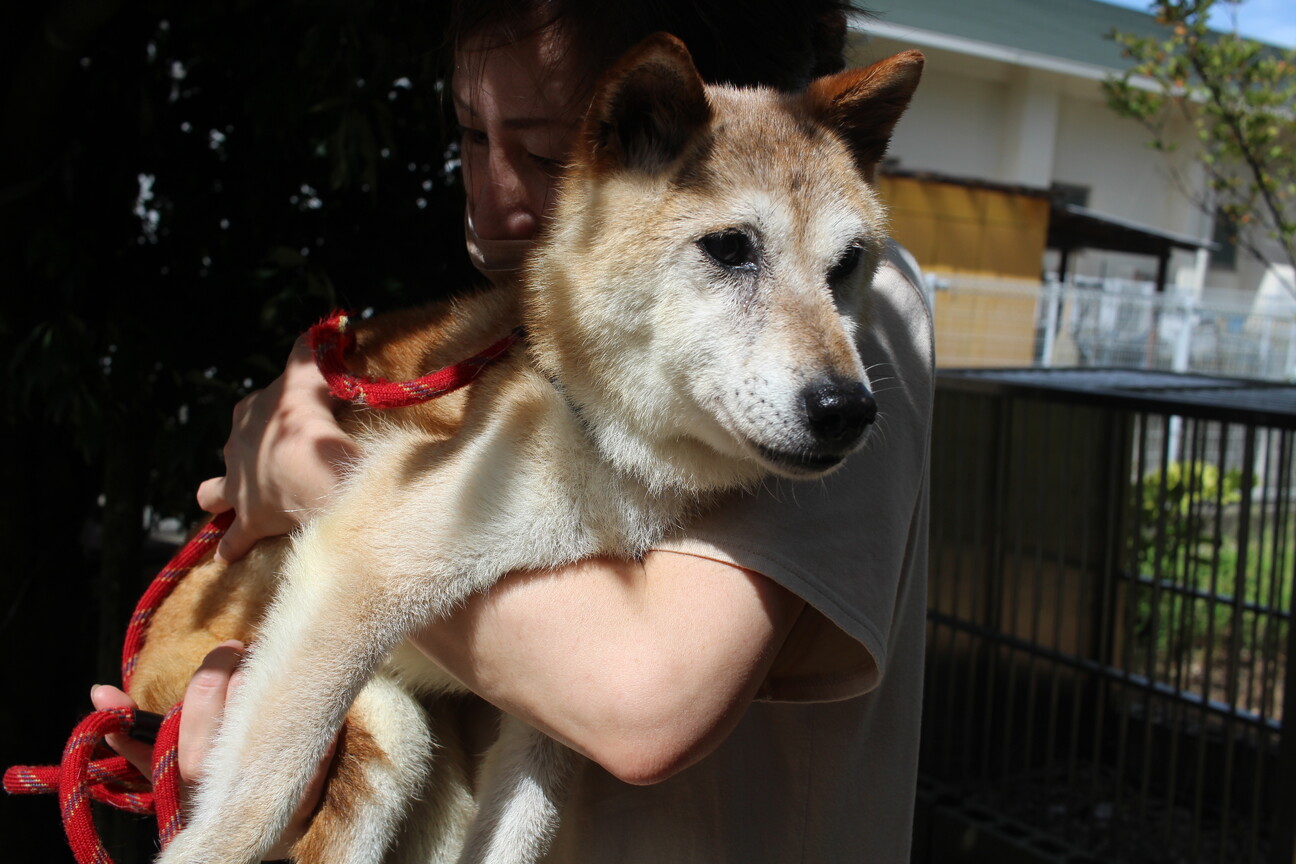 小さなおばあちゃんワンコ 岡山県 犬の里親募集 ペットのおうち 月間利用者150万人