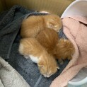 3匹の茶猫兄弟です！　生後1.2週間ほど