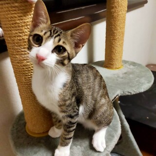 男の子の魅力満載！イケメン琥珀君です♥