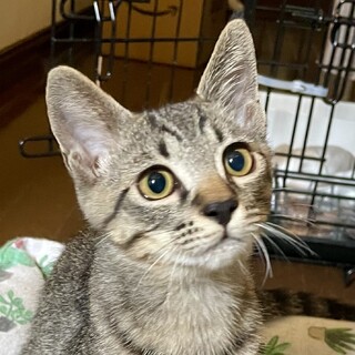 抱っこしたらとろけそうに甘える麦ちゃん