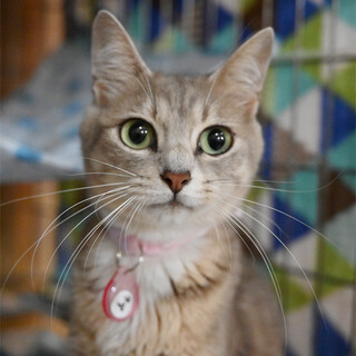 ブルータビー＆ホワイトちゃん（多頭飼育崩壊）