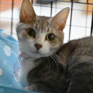 ブルータビー＆ホワイト（多頭飼育崩壊・緊急募集）