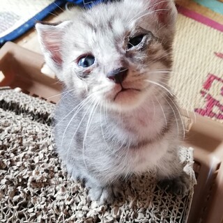 オスの子猫 2匹 里親さん募集中！