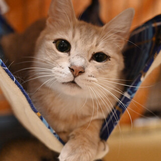 ブルータビーの女の子（多頭飼育崩壊・緊急募集）