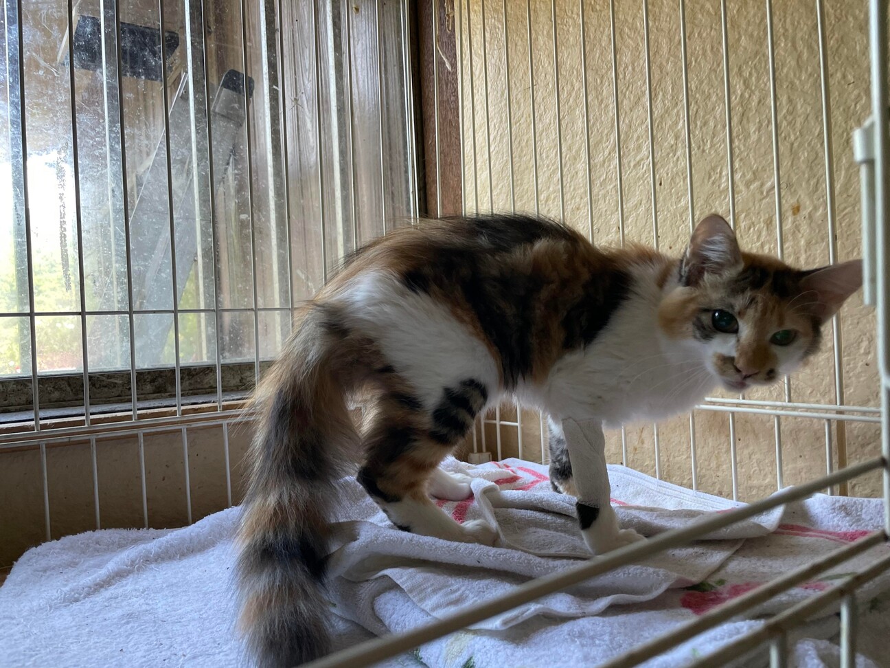 洋猫ミックス三毛小柄 6 東京都 猫の里親募集 ペットのおうち 月間利用者150万人 洋猫ミックス三毛小柄 6 東京都 猫の里親募集 ペットのおうち 月間利用者150万人