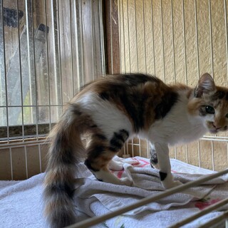 洋猫ミックス三毛小柄　６か月人懐っこい女の子