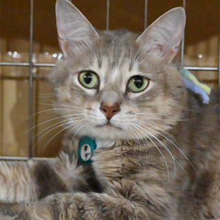 ブルータビーの男の子（多頭飼育崩壊・緊急募集）