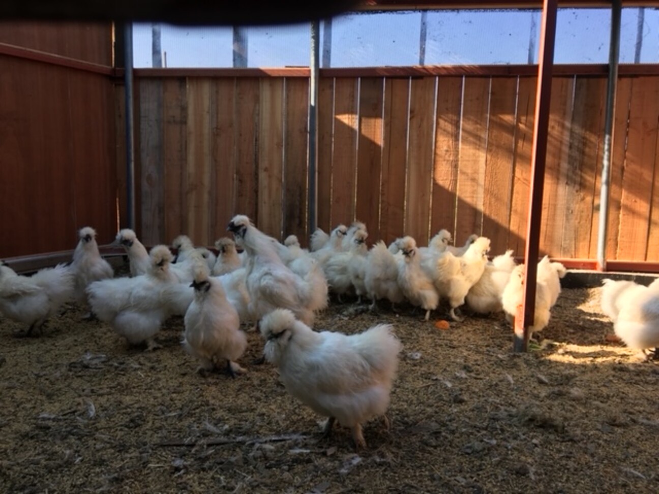 白烏骨鶏 オス メス 兵庫県 鳥の里親募集 ペットのおうち 月間利用者150万人