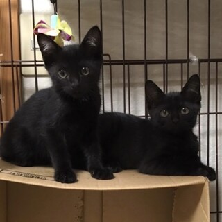 2か月くらいの黒猫兄弟　②