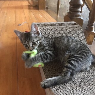 1.3キロキジトラ　手術・ワクチン・マイクロチップ