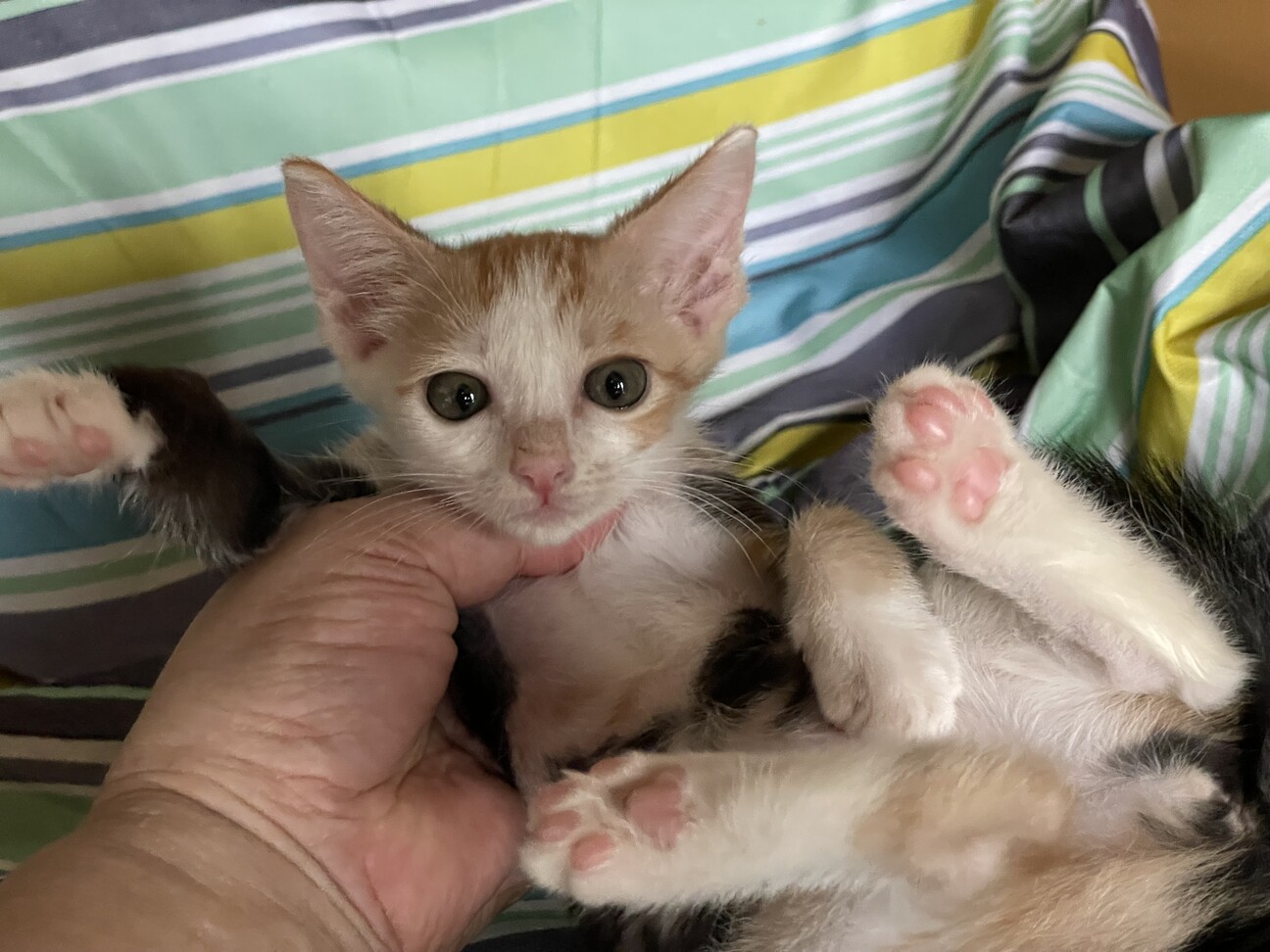 仲良し兄妹 にっぽ 姉猫 大阪府 猫の里親募集 ペットのおうち 月間利用者150万人