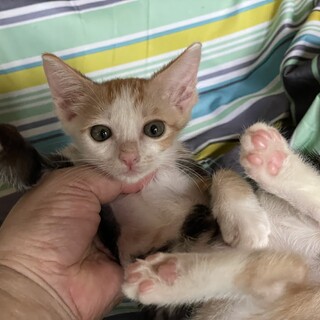 仲良し兄妹★にっぽ★姉猫