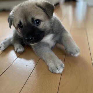 生後1ヶ月の女の子楓夏（ふうか）❤️野犬にも家族を