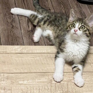 ちょっとおバカな2ヶ月半の男の子