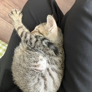 【甘えんぼ】2ヶ月”オス”800g