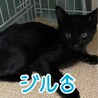 仮名　ジル♂ サムネイル2
