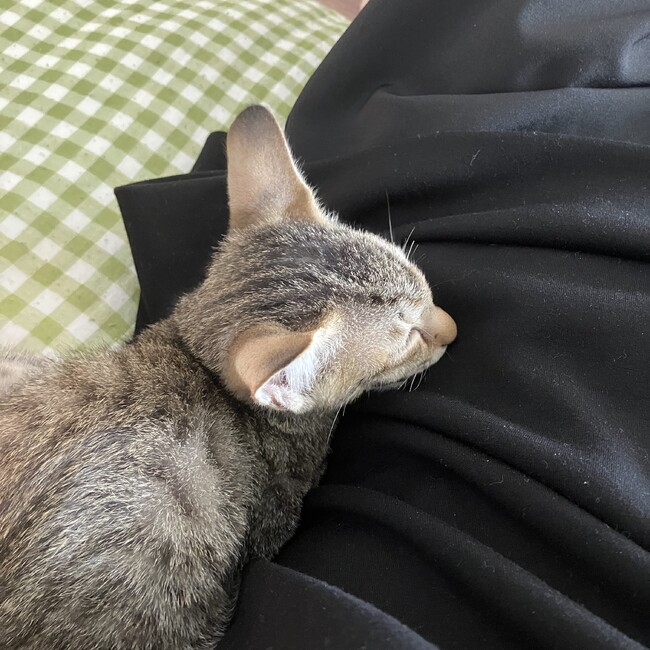 ゆい32のカバー写真