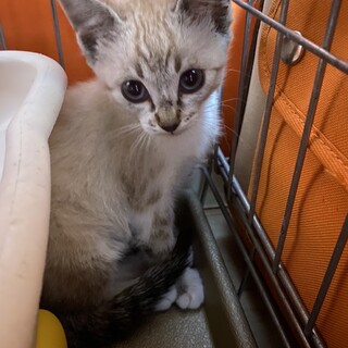 里親決定しました。