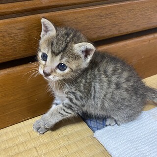 生後1ヶ月！人馴れ抜群、癒し系の女の子♡