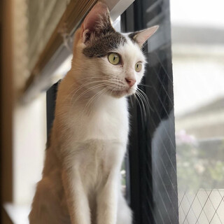 大きな瞳の美猫さん✨奄美から来たみみちゃん