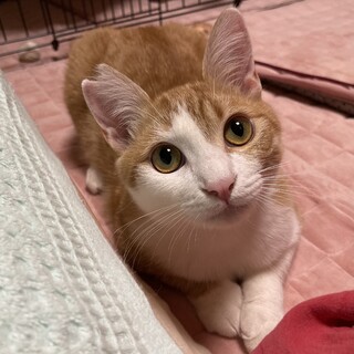 【お見合い歓迎】短足だけど可愛いたいら君☆
