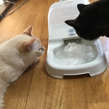 たっぷりの氷で涼しくなったよ！みんな、元気？私たち元気よ