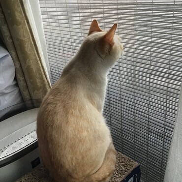 セミさんとお友達になれるかなぁ？？？お外は暑そうだなぁ？やっぱりやめとこ
