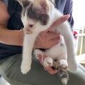 雑種のメス、三毛猫2ヶ月