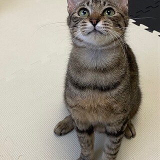 初めて猫を飼う方に優しい猫