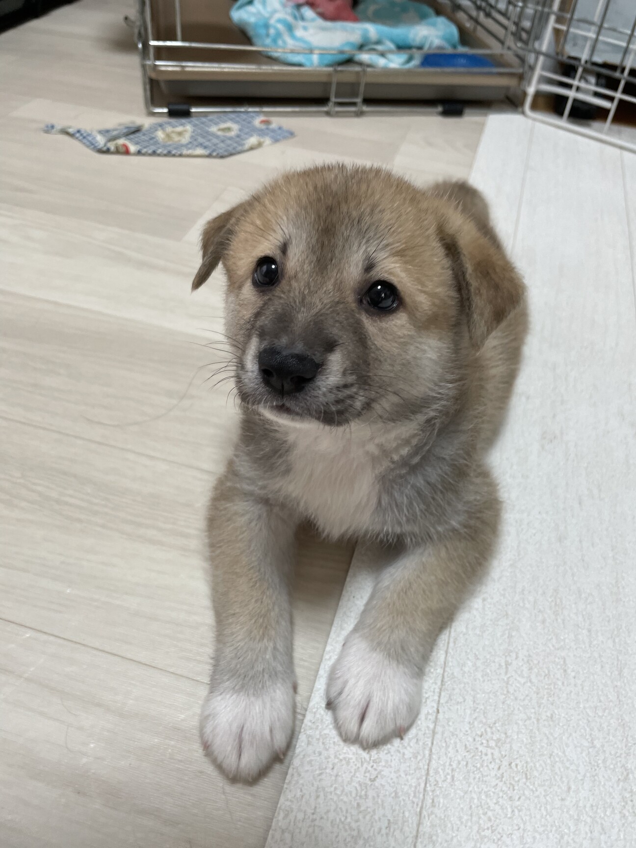 まろ眉の帆夏 ほなつ ち 兵庫県 犬の里親募集 ペットのおうち 月間利用者150万人