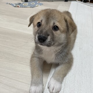 まろ眉の帆夏(ほなつ)ちゃん♥️野犬にも家族を