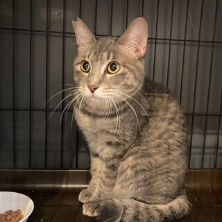 【レオ】キジグレーの大人しい男の子