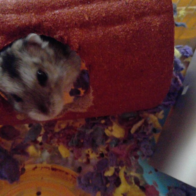 Puku3のカバー写真