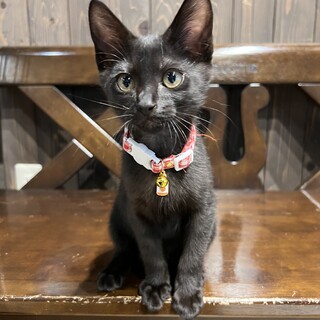 遊ぶの大好き！元気いっぱいなごまくん