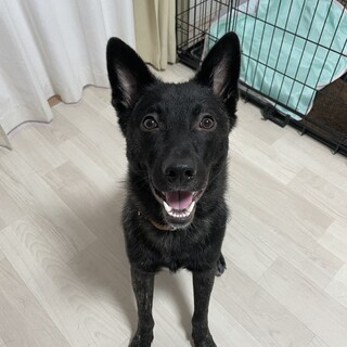甘えたイケメン結歩(ゆうあ)♥️野犬にも家族を