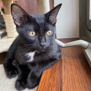 ちょっとシャイなゴロゴロくん