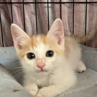 ハート泥棒。イケメン猫エースくん。1ヶ月半