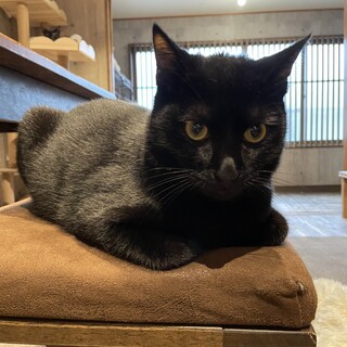 とっても甘えん坊さんのおはぎくん